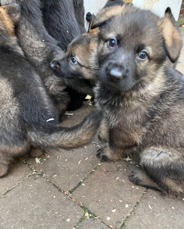 Top EU/UK Kennel Club Registered Pups! for sale in Kirkcaldy, Fife - Image 7