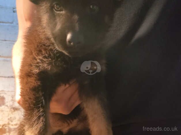 Top Quality German shepherd puppies for sale in Birmingham, West Midlands - Image 2