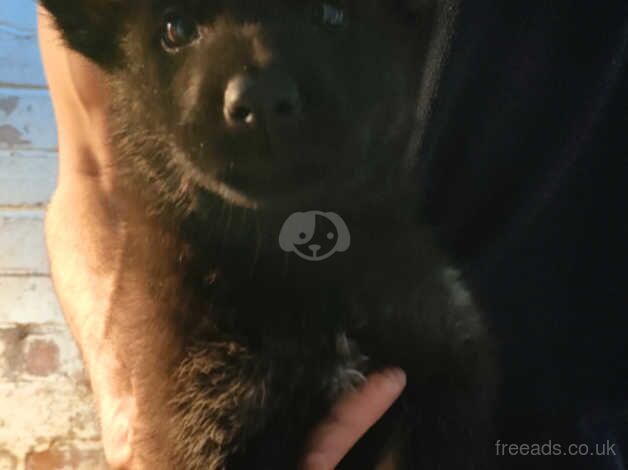 Top Quality German shepherd puppies for sale in Birmingham, West Midlands - Image 4