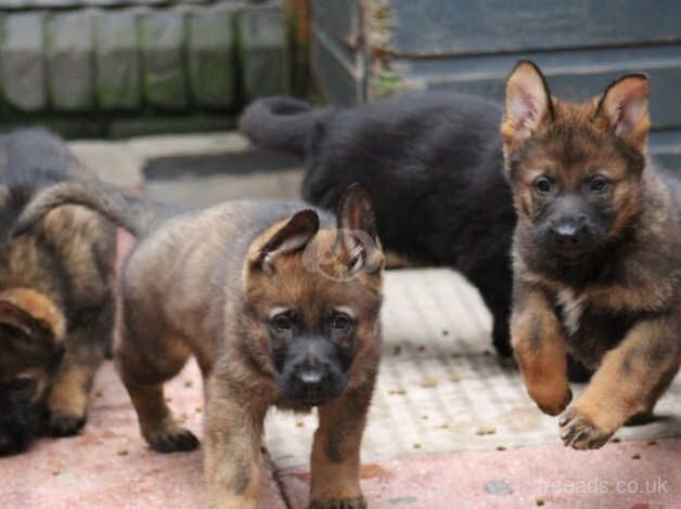 Top Quality German Shepherd Puppies for sale in Birmingham, West Midlands