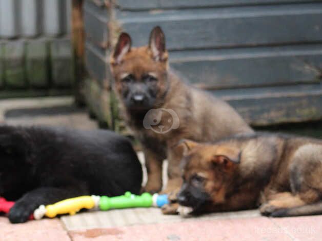 German Shepherds for sale in Birmingham, West Midlands