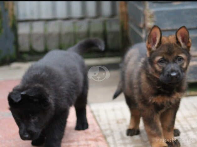 German Shepherd Puppies for sale