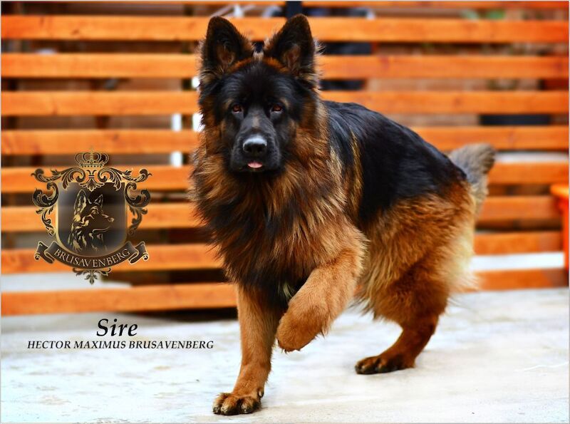 TOP SHOW LINES LONGHAIRED GSD PUPPIES DNA KC REG for sale in Greater Manchester