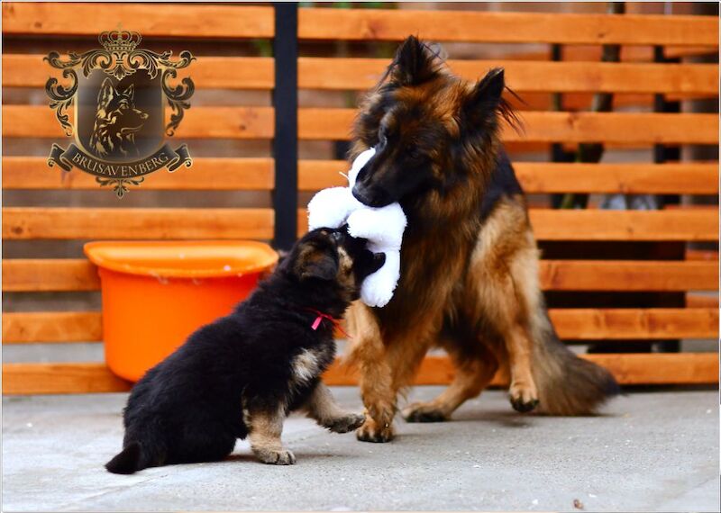 TOP SHOW LINES LONGHAIRED GSD PUPPIES DNA KC REG for sale in Greater Manchester - Image 2