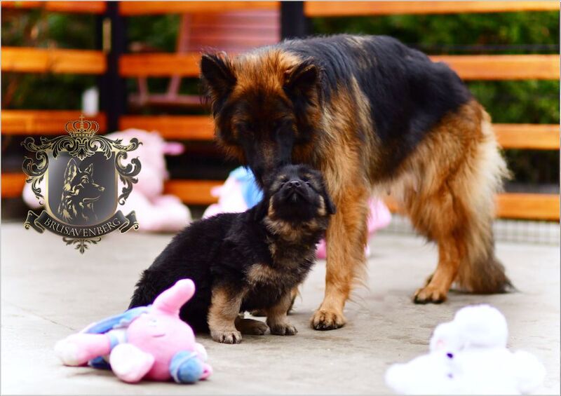 TOP SHOW LINES LONGHAIRED GSD PUPPIES DNA KC REG for sale in Greater Manchester - Image 4