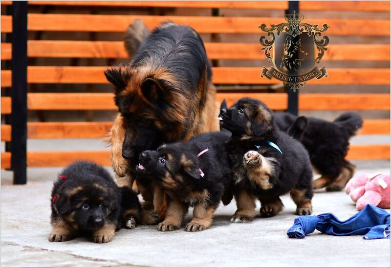 TOP SHOW LINES LONGHAIRED GSD PUPPIES DNA KC REG for sale in Greater Manchester - Image 5