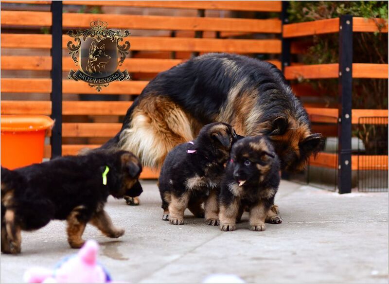 TOP SHOW LINES LONGHAIRED GSD PUPPIES DNA KC REG for sale in Greater Manchester - Image 6