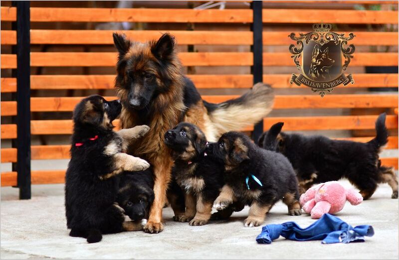 TOP SHOW LINES LONGHAIRED GSD PUPPIES DNA KC REG for sale in Greater Manchester - Image 7