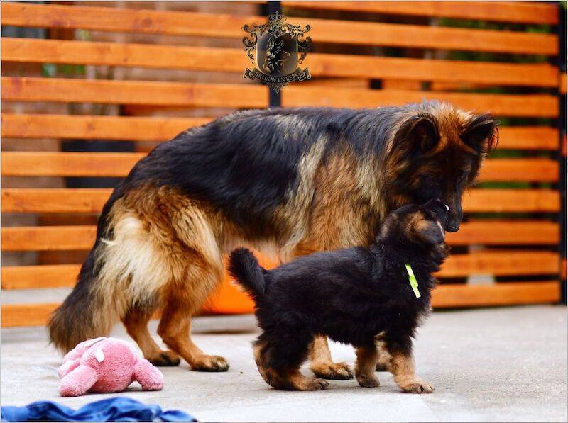 TOP SHOW LINES LONGHAIRED GSD PUPPIES DNA KC REG for sale in Greater Manchester - Image 9