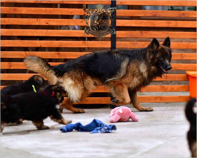 TOP SHOW LINES LONGHAIRED GSD PUPPIES DNA KC REG for sale in Greater Manchester - Image 10