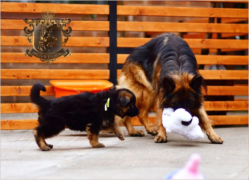 TOP SHOW LINES LONGHAIRED GSD PUPPIES DNA KC REG for sale in Greater Manchester - Image 11