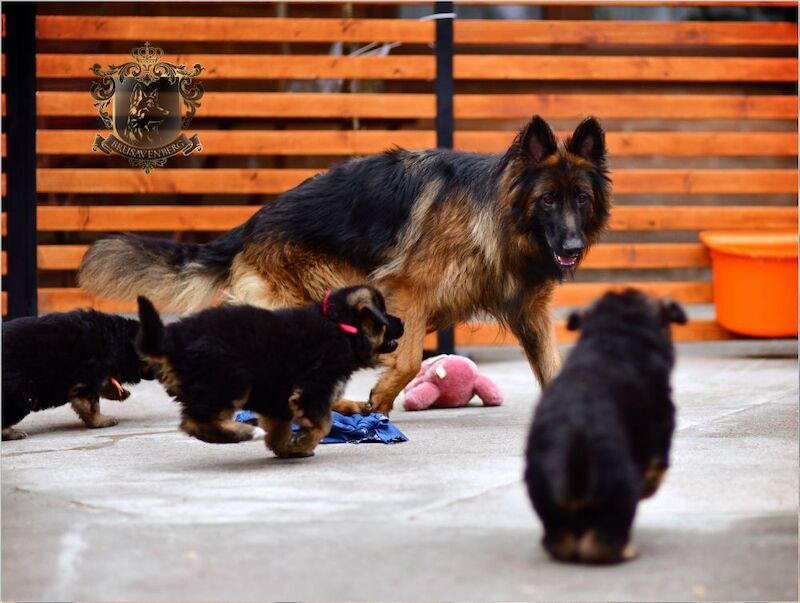 TOP SHOW LINES LONGHAIRED GSD PUPPIES DNA KC REG for sale in Greater Manchester - Image 12