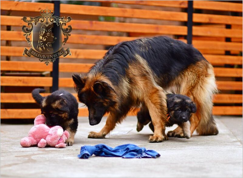 TOP SHOW LINES LONGHAIRED GSD PUPPIES DNA KC REG for sale in Greater Manchester - Image 13