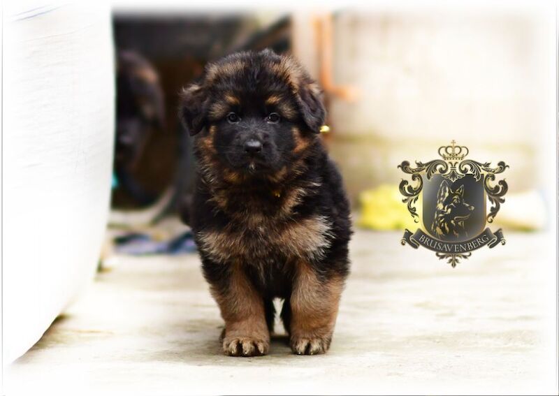 TOP SHOW LINES LONGHAIRED GSD PUPPIES DNA KC REG for sale in Greater Manchester - Image 14