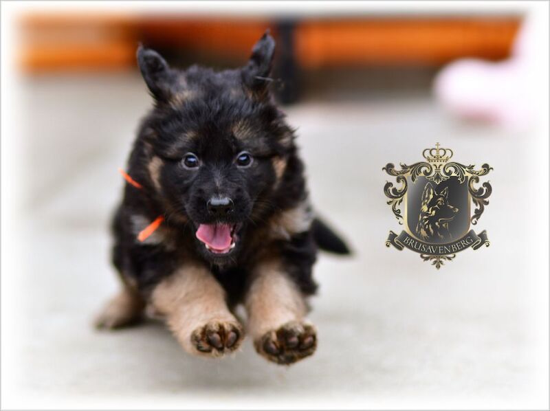 TOP SHOW LINES LONGHAIRED GSD PUPPIES DNA KC REG for sale in Greater Manchester - Image 15