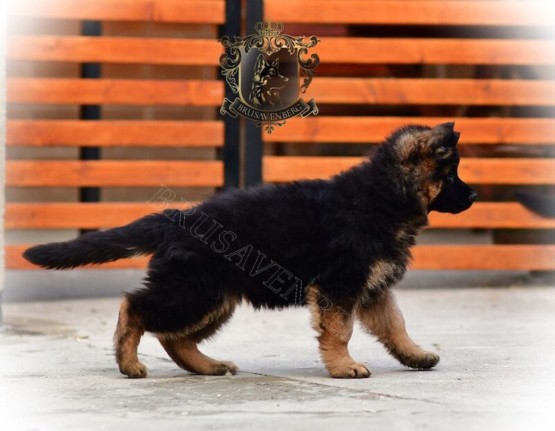 TOP SHOW LINES LONGHAIRED GSD PUPPIES DNA KC REG for sale in Greater Manchester