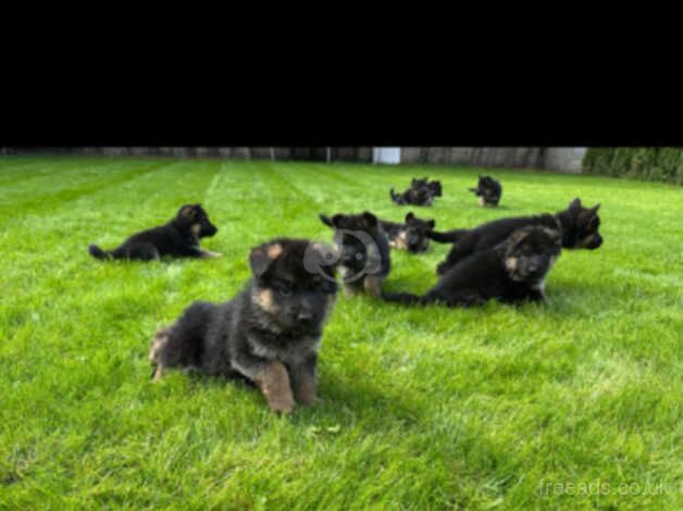 Top World bloodline German Shepherd puppies for sale in Wolverhampton, West Midlands