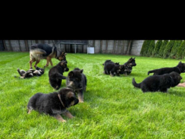 Top World bloodline German Shepherd puppies for sale in Wolverhampton, West Midlands - Image 3