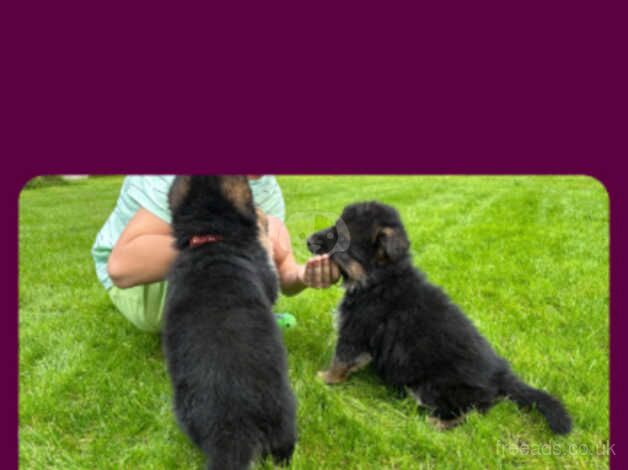 Top World bloodline German Shepherd puppies for sale in Wolverhampton, West Midlands - Image 4