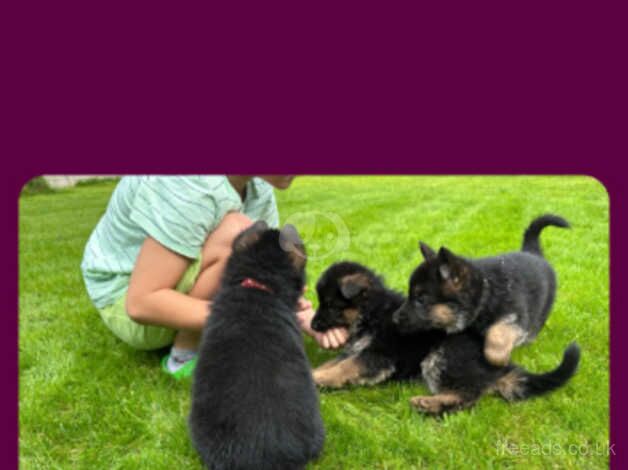 Top World bloodline German Shepherd puppies for sale in Wolverhampton, West Midlands - Image 5