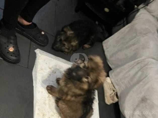 Two beautiful girl German shepherds for sale in Taunton, Greater Manchester - Image 1