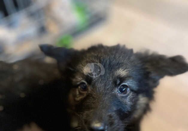 German Shepherd Puppies for sale