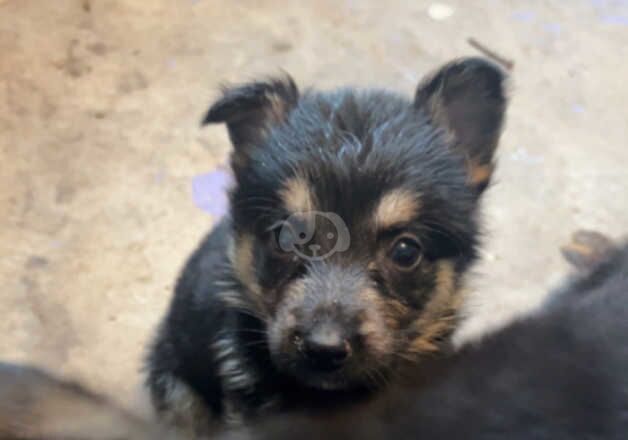 Two females puppys for sale in Nottingham, Nottinghamshire - Image 5