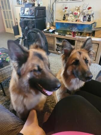 Two gorgeous german shepherds for rehome for sale in Alvaston, Derbyshire - Image 1