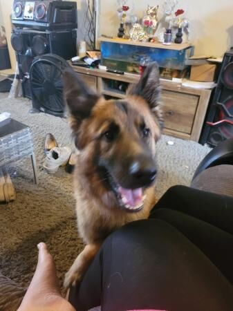 Two gorgeous german shepherds for rehome for sale in Alvaston, Derbyshire - Image 2