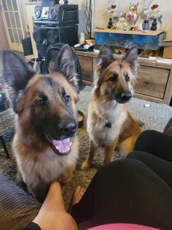 Two gorgeous german shepherds for rehome for sale in Alvaston, Derbyshire - Image 4
