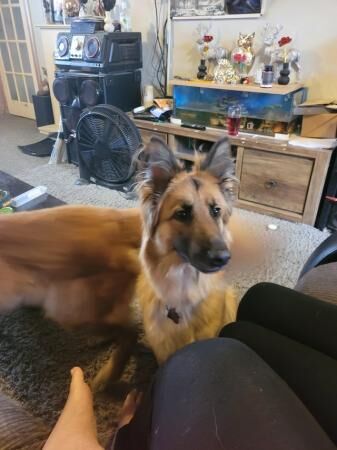 Two gorgeous german shepherds for rehome for sale in Alvaston, Derbyshire - Image 5