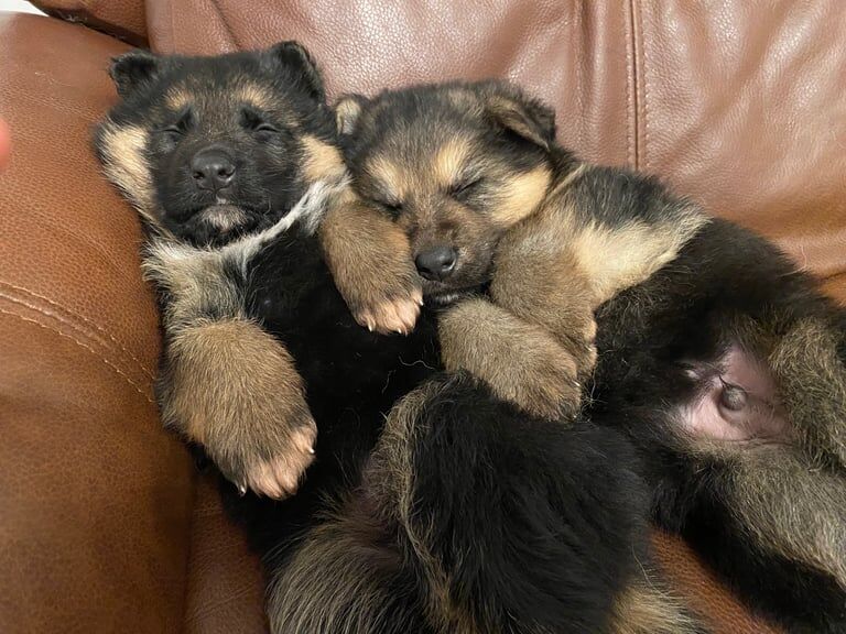 Two male german shepherd puppies for sale in Barnet, Greater London