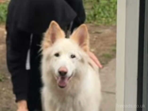 White female german shepherd for sale in Nelson, Lancashire - Image 1