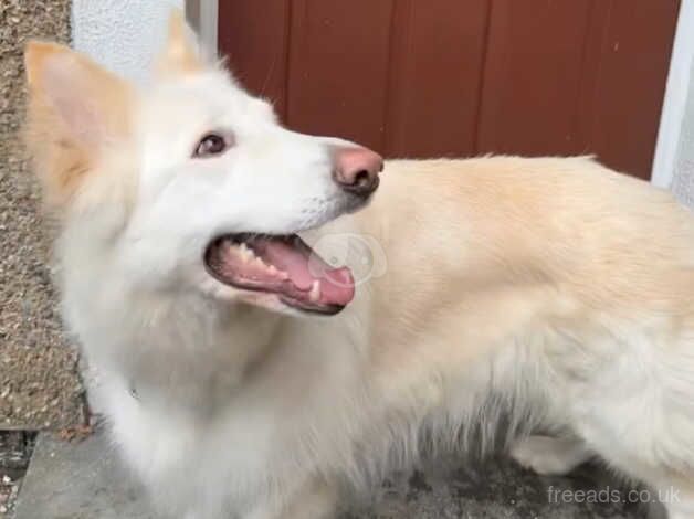 White female german shepherd for sale in Nelson, Lancashire - Image 2