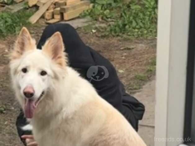 White female german shepherd for sale in Nelson, Lancashire - Image 4