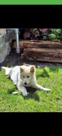 White German shepherd girl 4 months old for sale in Shipley, West Yorkshire - Image 1