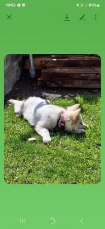 White German shepherd girl 4 months old for sale in Shipley, West Yorkshire - Image 2