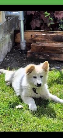 White German shepherd girl 4 months old for sale in Shipley, West Yorkshire - Image 3