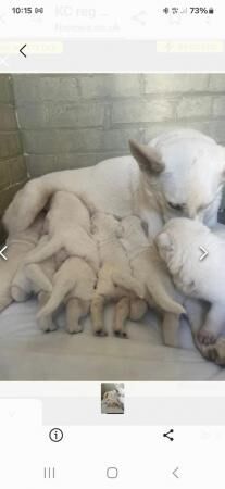 White German shepherd girl 4 months old for sale in Shipley, West Yorkshire - Image 4