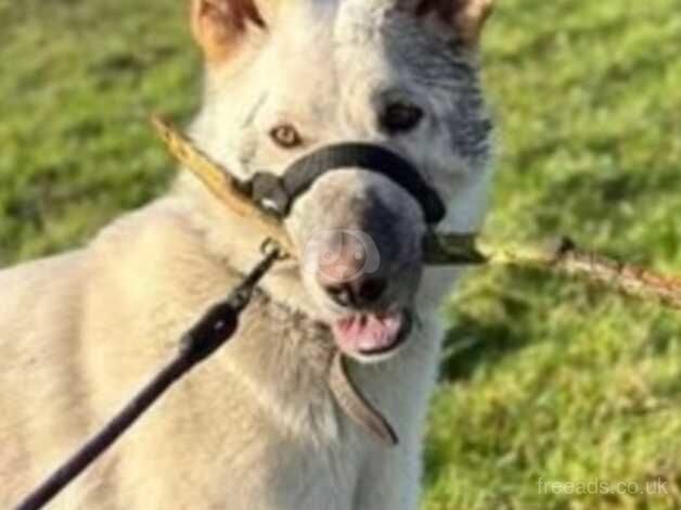 White German shepherd for sale in Airdrie, North Lanarkshire