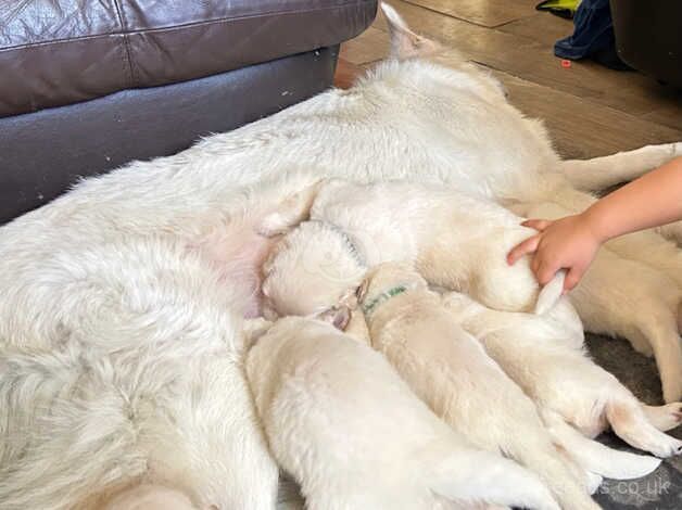 White German shepherd for sale in Alfreton, Derbyshire