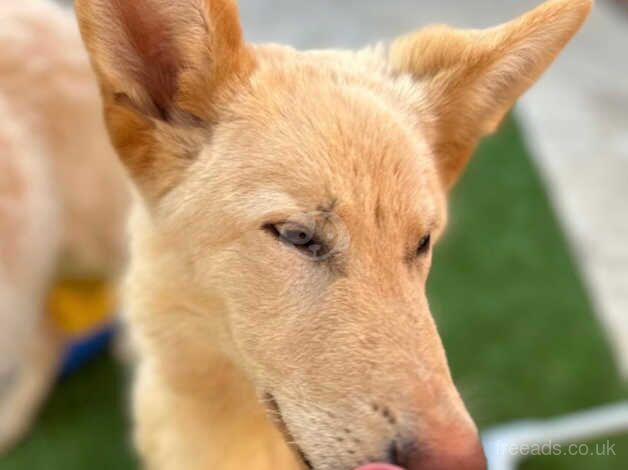 White German Shepherd for sale in Gloucester, Gloucestershire - Image 1