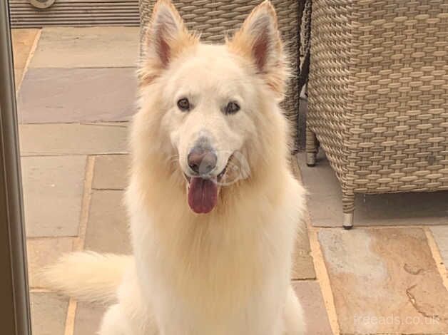 white German shepherd for sale in Lincoln, Lincolnshire - Image 1