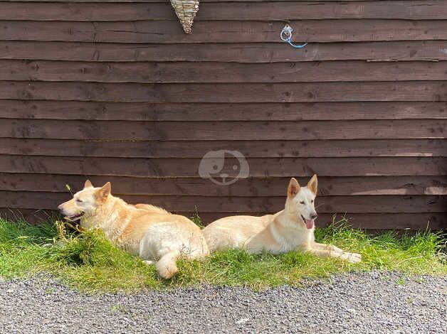 White German Shepherd for sale in Polegate, East Sussex