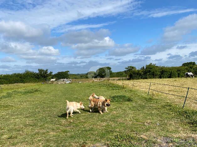 White German Shepherd for sale in Polegate, East Sussex - Image 2