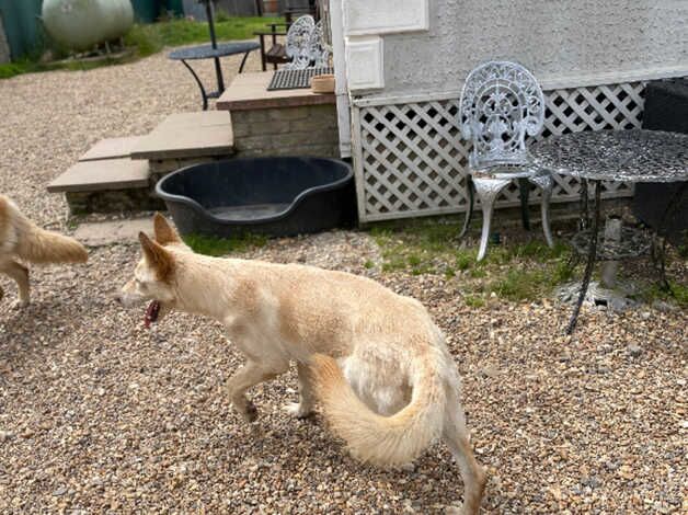 White German Shepherd for sale in Polegate, East Sussex - Image 3