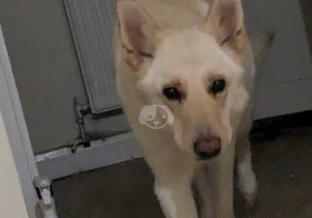 White German shepherd needing a new home for sale in Corby, Northamptonshire - Image 2