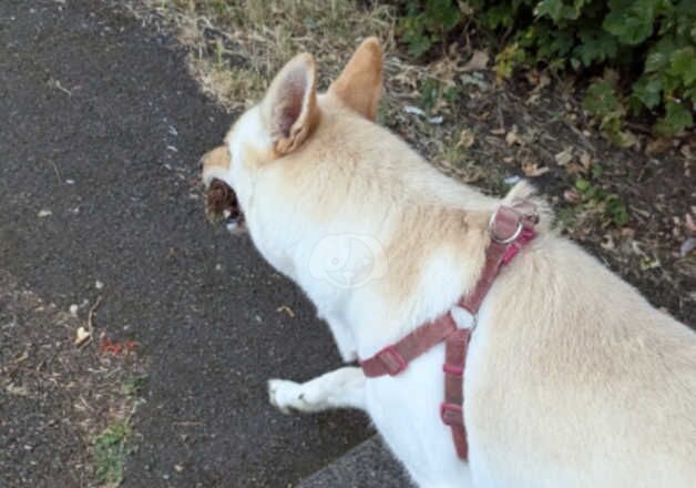 White German shepherd needing a new home for sale in Corby, Northamptonshire - Image 3