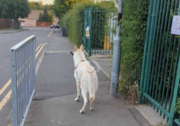 White German shepherd needing a new home for sale in Corby, Northamptonshire - Image 4