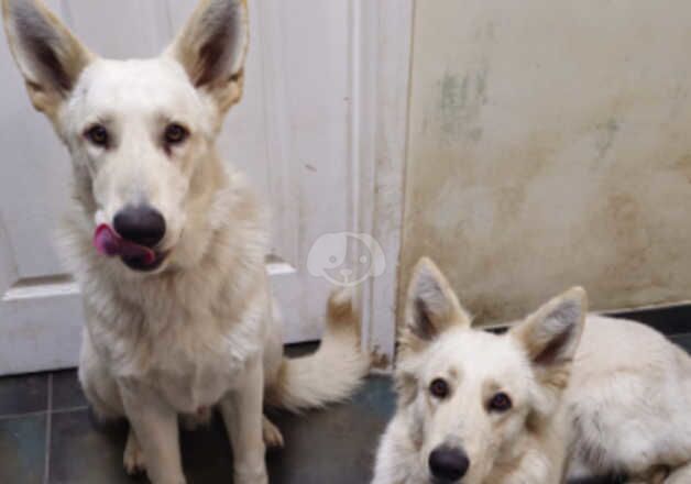 White German Shepherds ( Father & Son ) for sale in Ingatestone, Essex